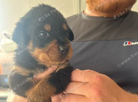 Last female Rottweiler puppy left