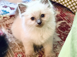 Beautiful Purebred Ragdoll Kittens &ndash; Blue Point & Mitted, Ready 23rd June