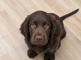 Champion bloodline F1B male chocolate sprocker pup. Ready to leave now