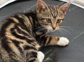 Tilly ~ Looking for new home