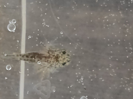 Axolotl babies hatched 7 April 26