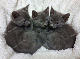 Russion blue kittens 3 remaining