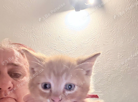 5 ginger boys looking for a new home
