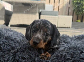 Beautiful Miniature Dachshund Pups