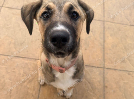 6 month old pup