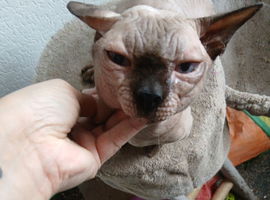 RARE ! Blue eyed Short legged Sphynx ( Bambino )