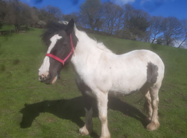 Cob horse for sale