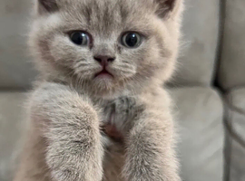 Rare Stunning Chunky Lilac British Shorthair Girl