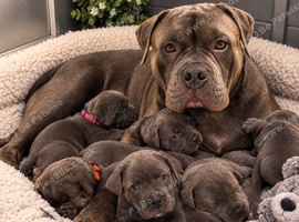 Pocket bully x cane corso