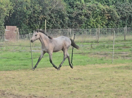 Beautiful connemara Filly