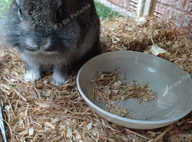 Netherland dwarf X lion head lop.
