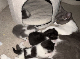 Kittens