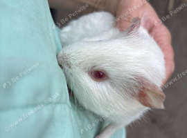Baby guinea pigs