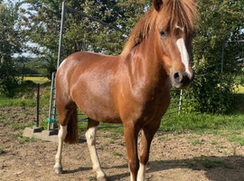 3yo filly