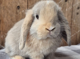 Mini lop babys ready now 2 girls left