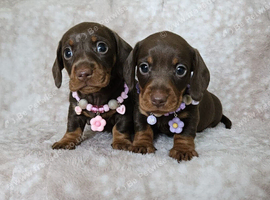 Beautiful smooth mini dachshunds
