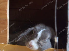 Female mini lop