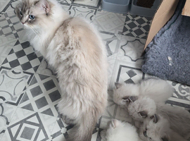GCCF blue and lilac point and mitted ragdoll boys