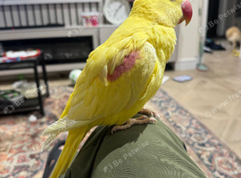 STUNNING LUTINO ALEXANDRINE FEMALE PARROT FOR SALE