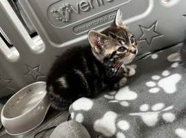 Bengal x domestic kittens