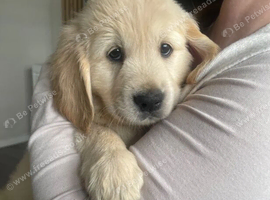 Beautiful cream Golden Retriever Puppies