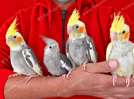 Super silly hand tamed baby cockatiels