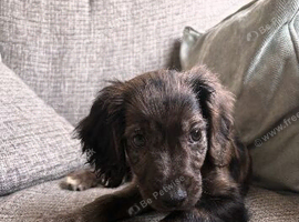 10 week old puppy