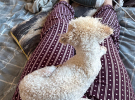 Bichon frise cross little poodle