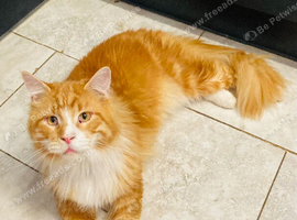 Maine coon