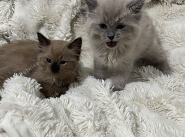 Two beautiful ragdolls