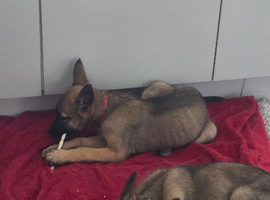 10 weekk old last 2