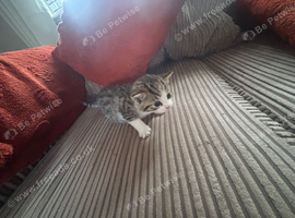 Bengal tabby kitten - girl