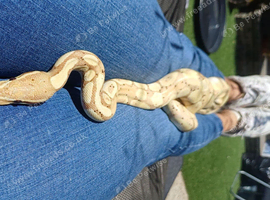 Ball python