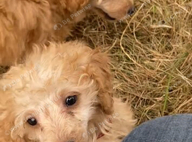 Toy poodle x miniature poodle