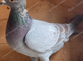 Racing racer blue check Indigo red bar pigeon 2026 RPRA ring