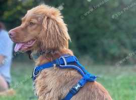 Health tested, Golden show cocker spaniel Stud
