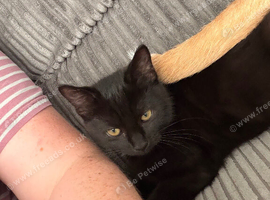 Cats for rehoming