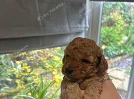Stunning 100% tiny toy poodles