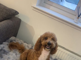 8 month old cavapoo male for sale