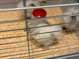 3silkie chicks