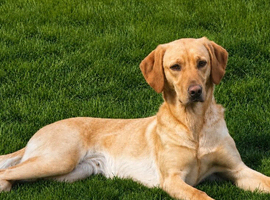 Litter expected 28th June.