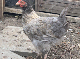 For Sale: 3-Month-Old Young Hens / Pullets (Not Yet Laying)