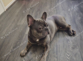 French bulldog