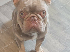 French bulldog