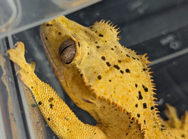 Yellow crested gecko