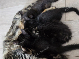 4 kittens for sale!