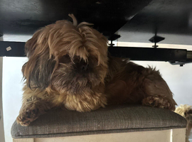 Shih Tzu