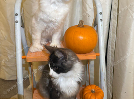 Exceptional polydactyl Maine coon kittens