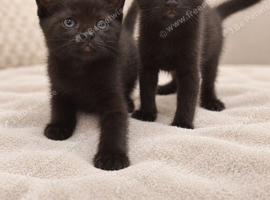 Two Adorable Black Kittens Ready for Their Forever Homes!