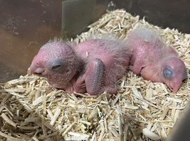 HAND REARED YELLOW THIGHED CAIQUES
